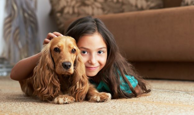 dog on cleaned carpet